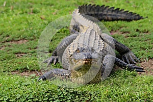 Alligator soaking up the warmth of the winter sun in the bayou an hour outside of New Orleans Louisiana