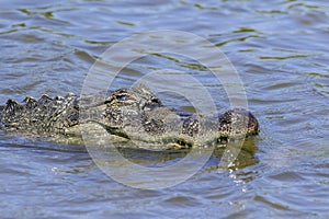 Alligator at the South Padre Island Birding Center