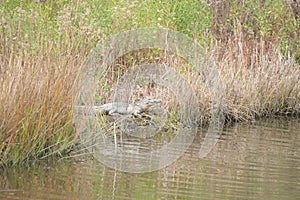 Alligator looks over the marsh for potential victims