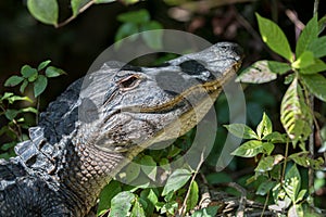 Alligator Staring, Big Cypress National Preserve, Florida