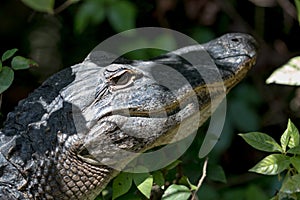 Alligator Staring, Big Cypress National Preserve, Florida