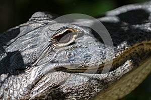 Alligator Staring, Big Cypress National Preserve, Florida