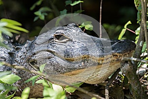 Alligator Staring, Big Cypress National Preserve, Florida