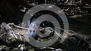 Alligator Staring, Big Cypress National Preserve, Florida