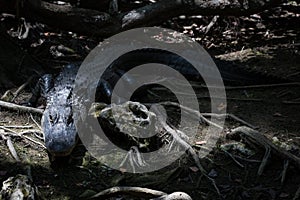 Alligator Staring, Big Cypress National Preserve, Florida
