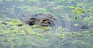 Alligator submerged in lake