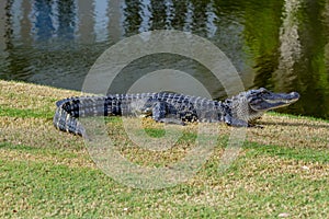 ALLIGATOR IN THE SUN