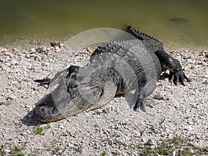 Alligator in the sun