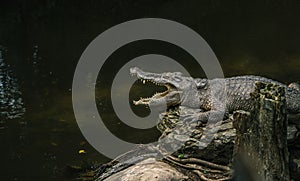 Alligator sun bathing