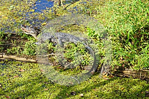 Alligator is sun bathing