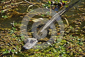 Alligator sun bathing in the marshes