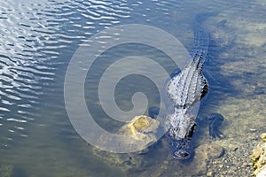 Alligator Sunbathing #1