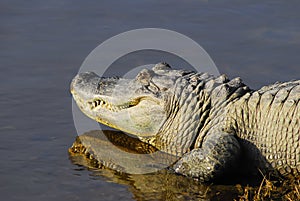 Alligator sunning photo