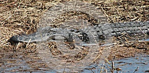 Alligator sunning on a cool morning in a small Florida swamp.