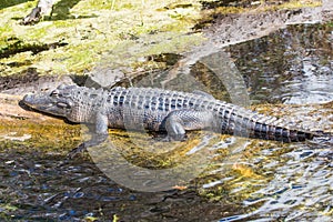 Alligator