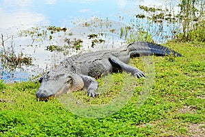 Alligator sunning near a lake