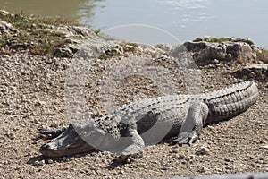 Alligator sunning on shore
