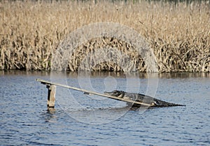 An Alligator suns on a board built for him.