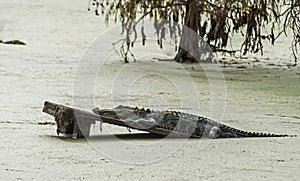 An Alligator suns on a board built for him.