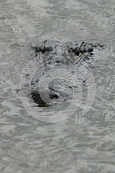 Alligator Surfacing