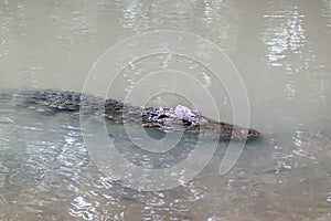 An alligator surfacing in a body of water