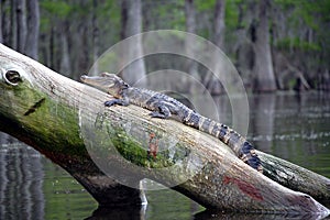 Alligator in the swamp