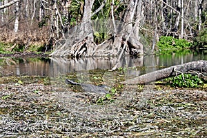 Alligator in Swamp