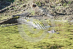 An Alligator in the Swamp