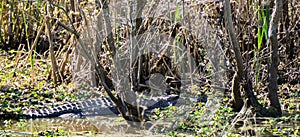 An Alligator in the Swamp