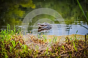 Alligator in swamp eating prey