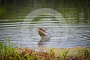 Alligator in swamp eating prey