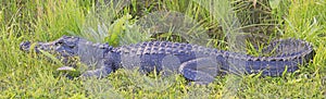Alligator in the swamp in Everglades National Park