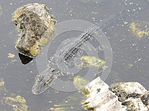 Alligator in the swamp of Florida 5.4