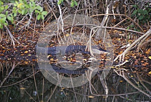 Alligator in swamp, JN Ding Darling National Wildlife Refuge, Sanibel, FL