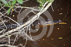 Alligator in swamp, JN Ding Darling National Wildlife Refuge, Sanibel, FL