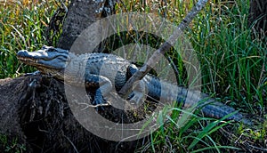 Alligator in a swamp near New Orleans, USA