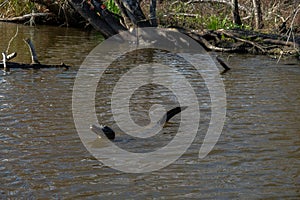 Alligator in a swamp near New Orleans, USA