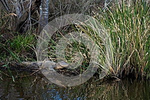 Alligator in a swamp near New Orleans, USA