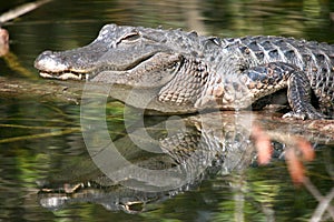 Alligator in Swamp with Reflection