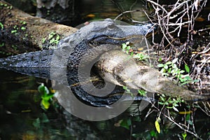 Alligator in the Swamps