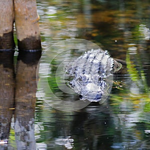 Alligator in the Swamps
