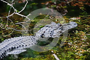 Alligator in the Swamps