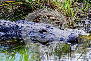 Alligator in the Swamps