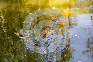 Alligator swiming a river in HARTLEY’S CROCODILE ADVENTURES