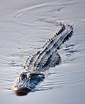 Alligator swimming 2