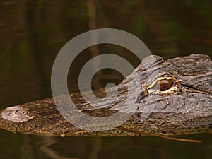 Alligator swimming