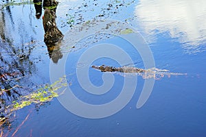 Alligator is swimming