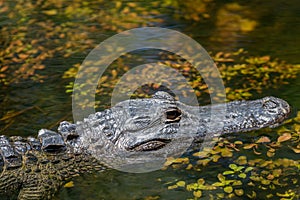 Alligator Swimming, Big Cypress National Preserve, Florida