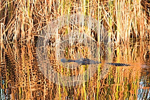 Alligator swimming calmly