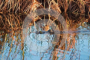 Alligator swimming calmly